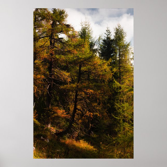 Poster Laranja europeia ouro em cores do outono (Frente)