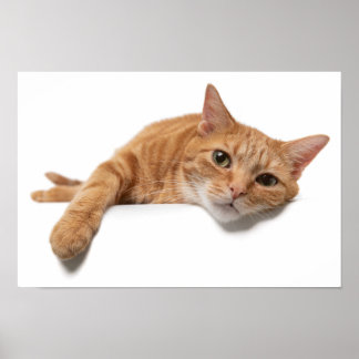 Poster Laranja Gato