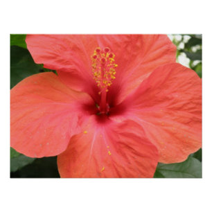 Pôster Laranja Hibiscus Flower Macro Poster