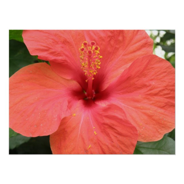 Pôster Laranja Hibiscus Flower Macro Poster (Frente)