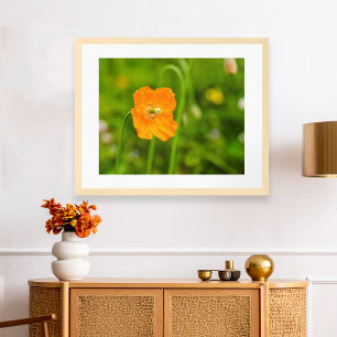 Poster Laranja Poppy Blooming Summer Flower Em Foto Verde