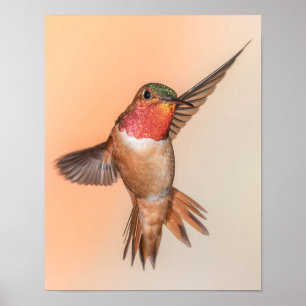 Poster Laranja Rufous Hummingbird em um ponto impressiona