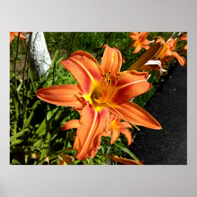Poster Laranja Tiger Lily (Frente)