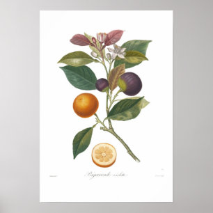 Poster Laranja, violette de Bigarrade