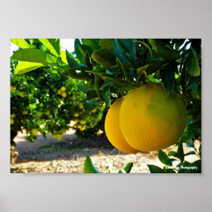 Poster Laranjas em Pomar de Laranjas de Valência