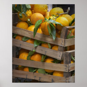 Poster laranjas recentemente escolhidas
