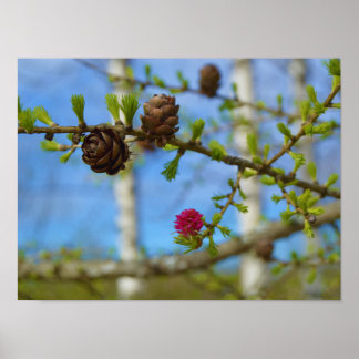 Poster Larch floresce