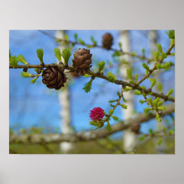 Poster Larch floresce (Frente)