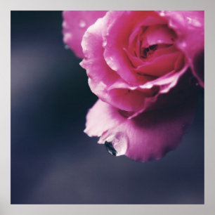Poster Largar no Abstrato de Macro Rosa Rosa Rosa Rosa