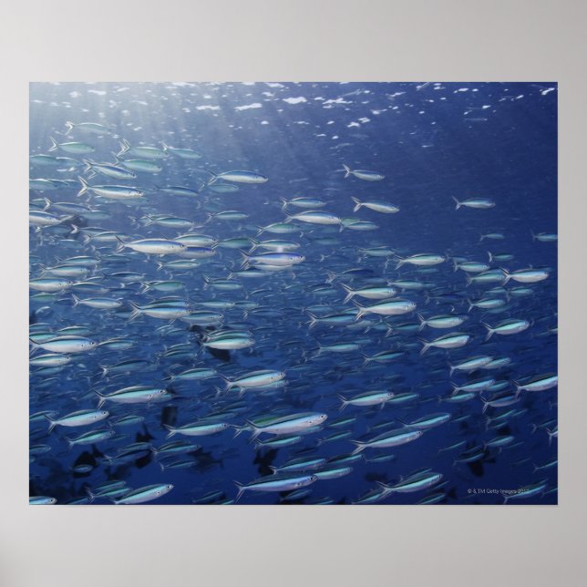 Poster Large school of bluestreak fusiliers (Frente)