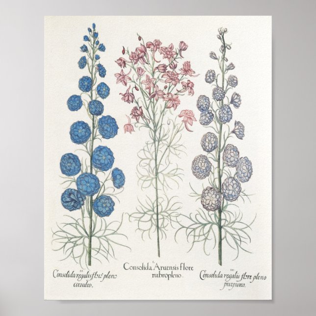 Poster Larkspur (Frente)