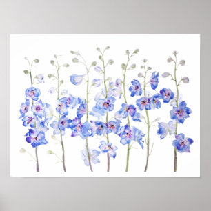 Poster larkspur delphinium field color
