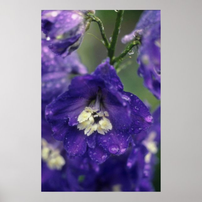 Poster Larkspur, flores (Delphinium Hybride) (Frente)