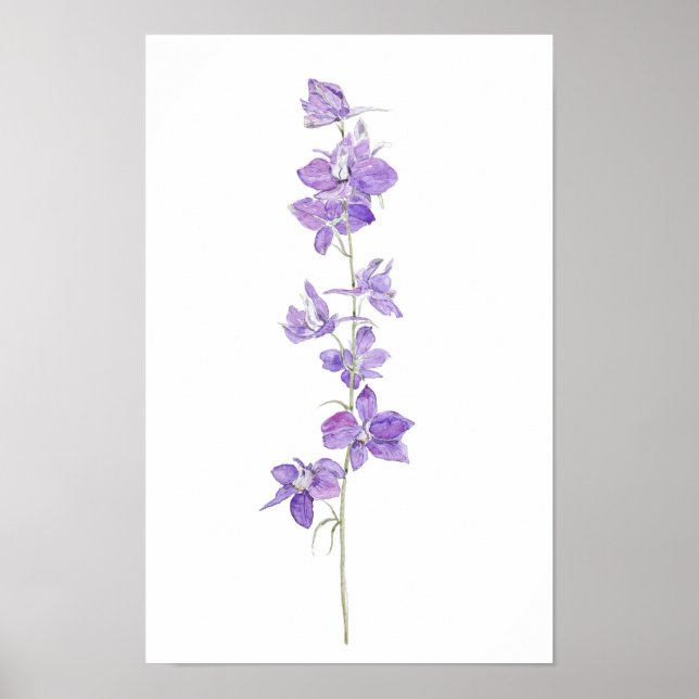 Poster larkspurs púrpura flores aquarela (Frente)