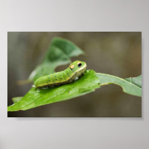 Pôster Larva da borboleta de Spicebush Swallowtail