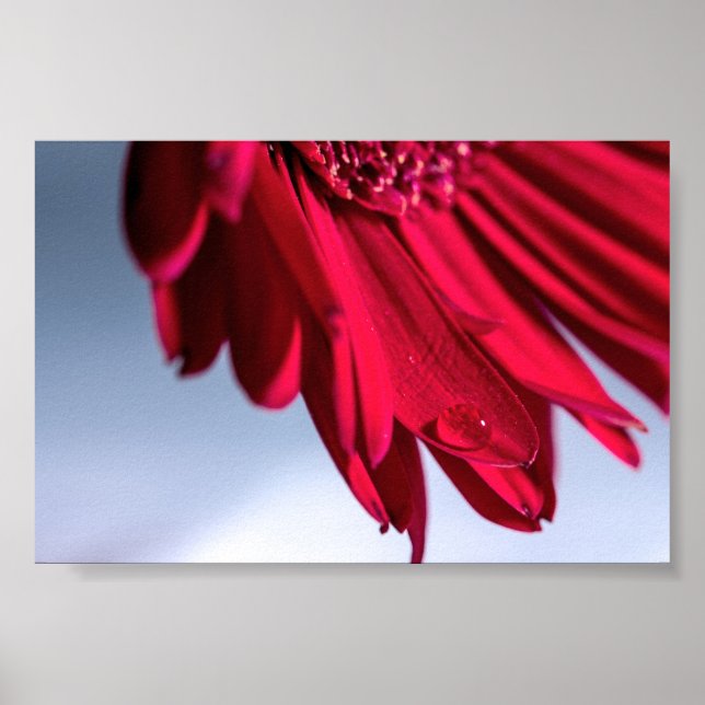 Poster Lass Blüten Sprechen (Frente)