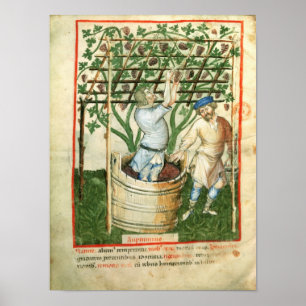 Poster Lat de Nouv Acq que recolhe e que pressiona uvas