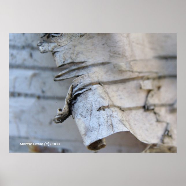 Pôster Latido de aves (Frente)