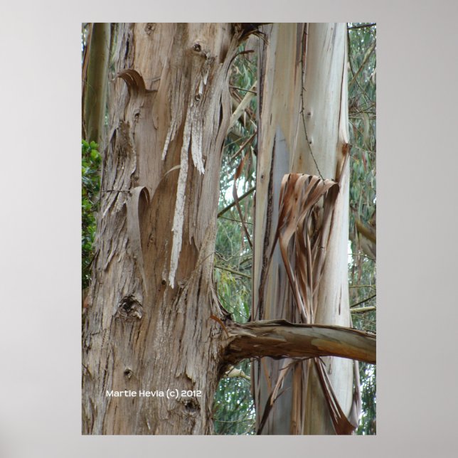 Poster Latido Eucalyptus (Frente)