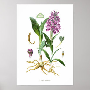 Poster Latifolia de Orchis