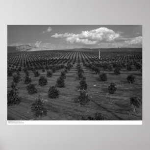 Poster Latter Day Saints Citrus Orchard near Riverside