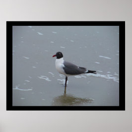 PÔSTER LAUGHING GULL POSING