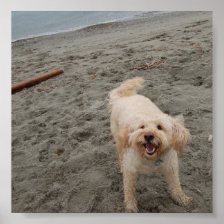 Poster laughingchuck2