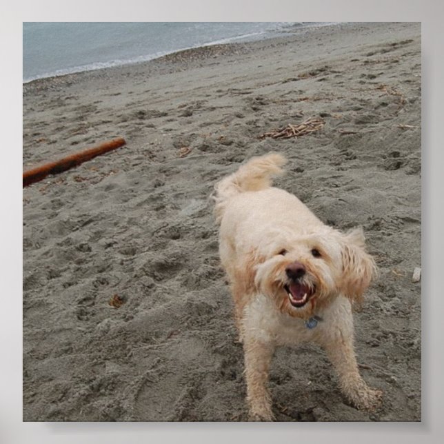 Poster laughingchuck2 (Frente)