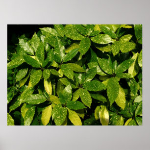 Pôster Laurel, Aucuba Japonica