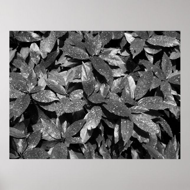 Poster Laurel, Aucuba Japonica - B/W (Frente)