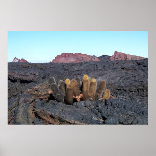 Poster Lava Cactos