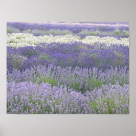 Poster lavanda