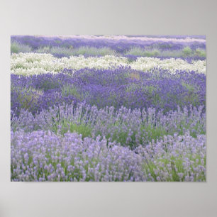 Poster Lavanda
