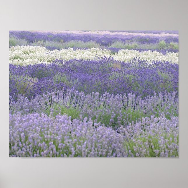 Poster lavanda (Frente)