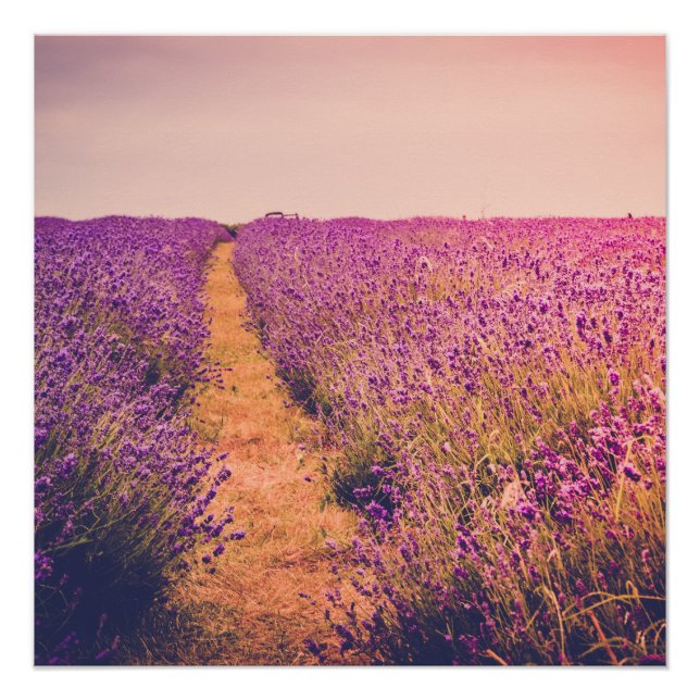 Pôster Lavanda (Frente)