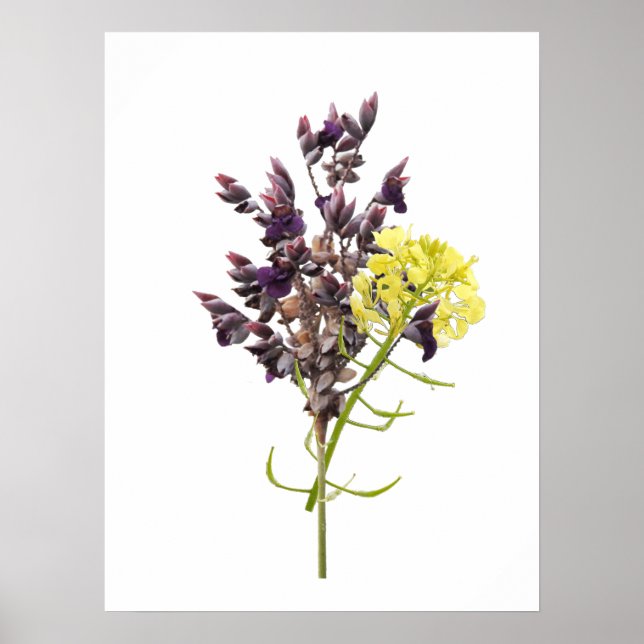 Poster Lavanda (Frente)