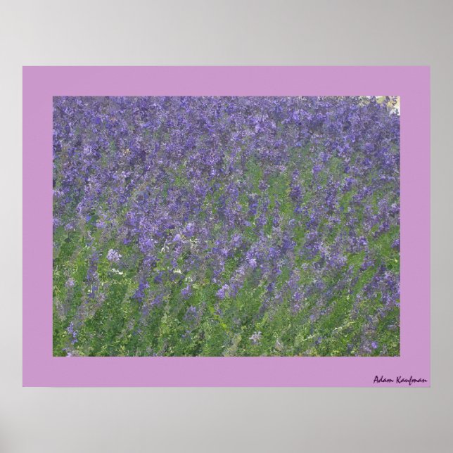 Poster Lavanda (Frente)