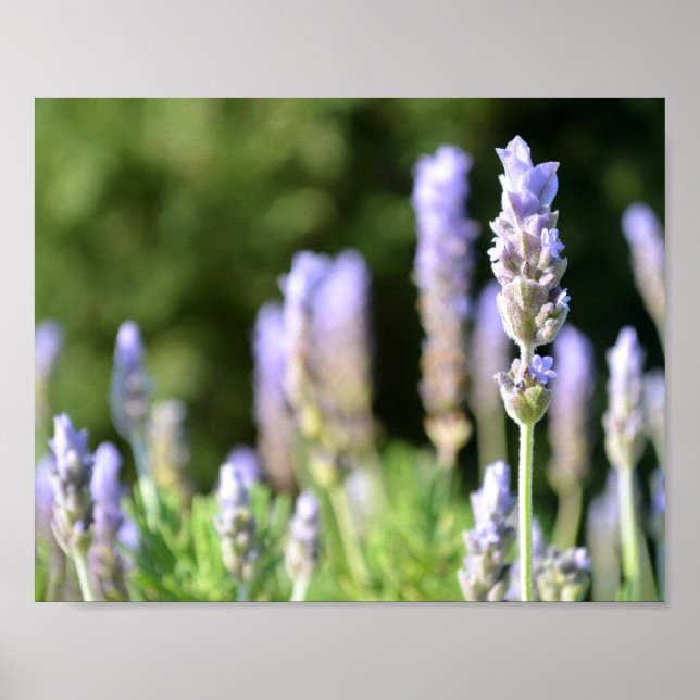 Poster lavanda (Frente)