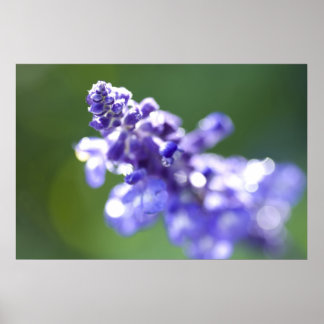 Pôster Lavanda