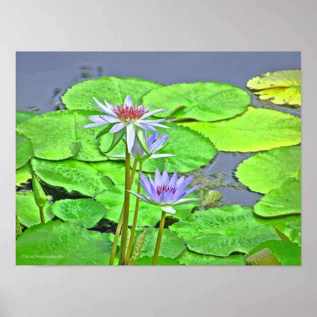 POSTER LAVANDA BLUE LOTUS BLOSSOM E BRIGHT GREEN LILLY (Frente)