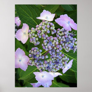 Pôster Lavanda Boné Hydrangea BloPoster