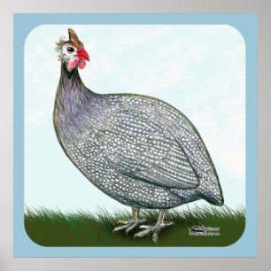 Poster Lavanda Da Guiné Em Vigor