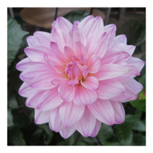 Pôster Lavanda Dahlia Flower