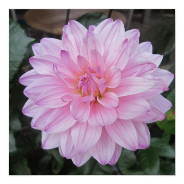Pôster Lavanda Dahlia Flower (Frente)