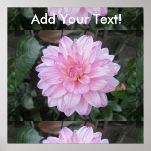Poster Lavanda Dahlia Flower