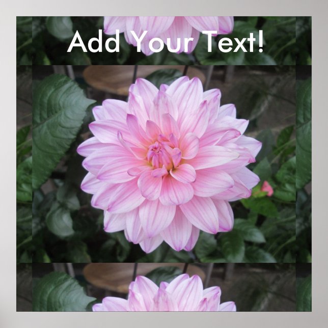 Poster Lavanda Dahlia Flower (Frente)