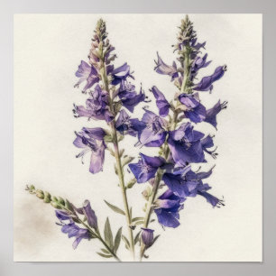 Poster lavanda de Arte Flor de Larkspur