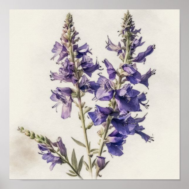 Poster lavanda de Arte Flor de Larkspur (Frente)