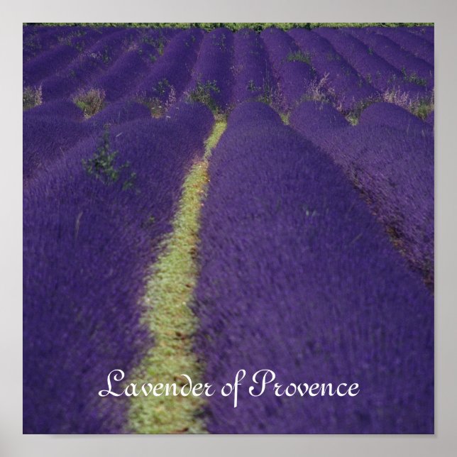 Poster Lavanda de Provença (Frente)