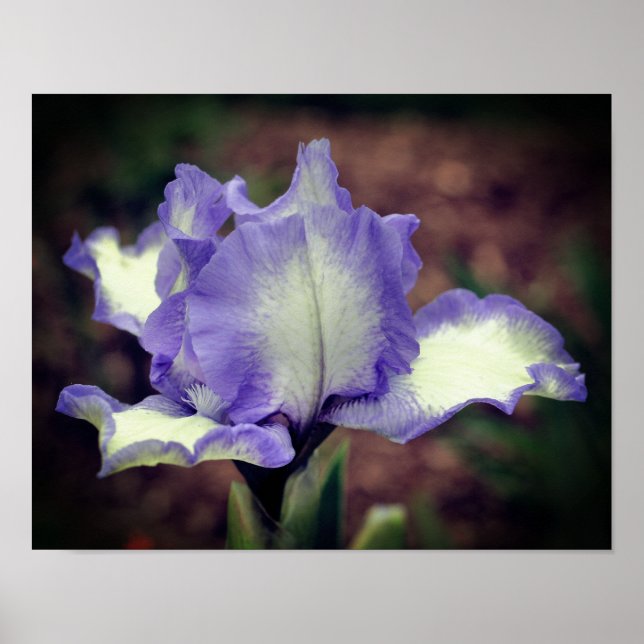 Poster Lavanda E Flor Íris De Cuba Branca (Frente)